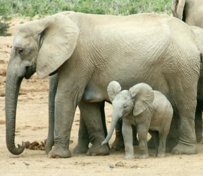 Baby and adult elephant.jpg